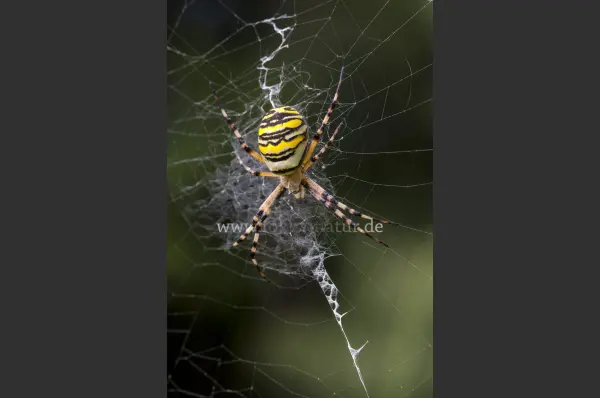 Fokus-Natur Bild