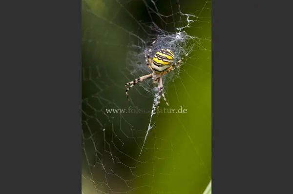 Fokus-Natur Bild