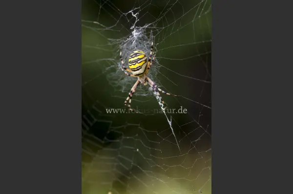 Fokus-Natur Bild