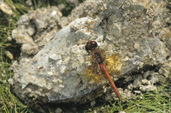 Fokus-Natur Bild
