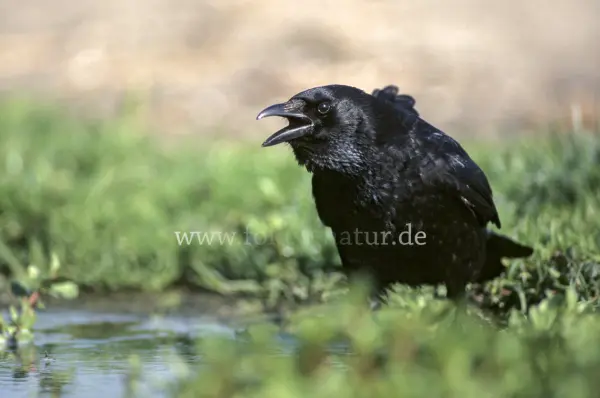 Fokus-Natur Bild