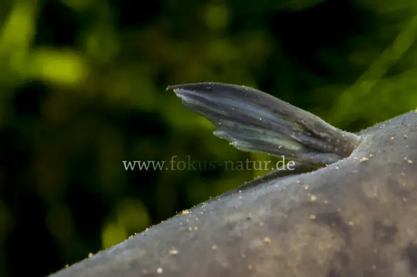Fokus-Natur Bild