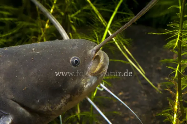 Fokus-Natur Bild