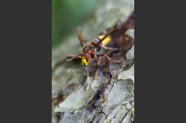 Fokus-Natur Bild