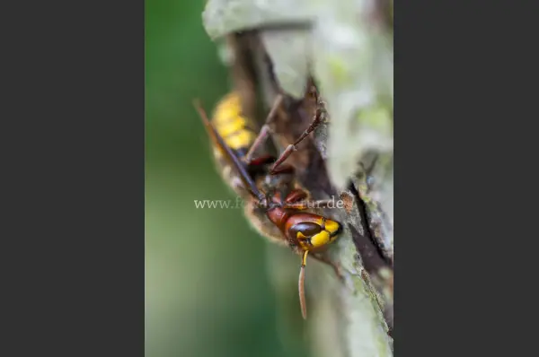 Fokus-Natur Bild
