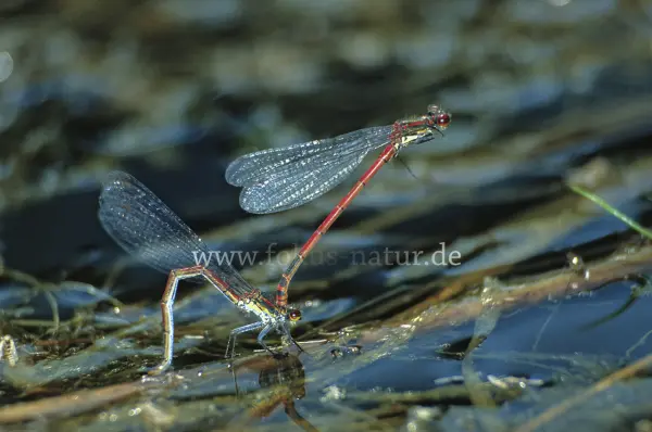 Fokus-Natur Bild