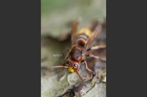 Fokus-Natur Bild