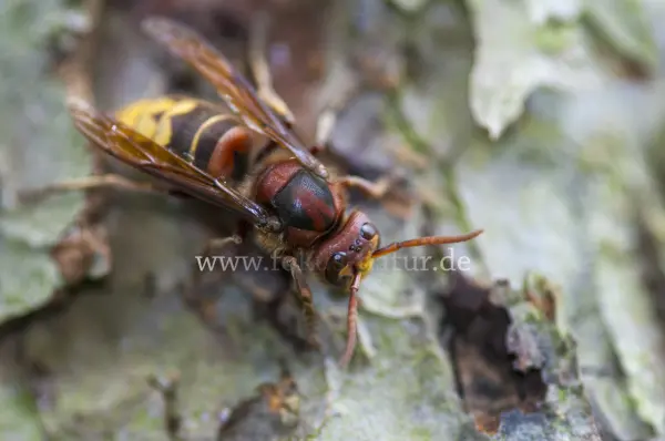 Fokus-Natur Bild