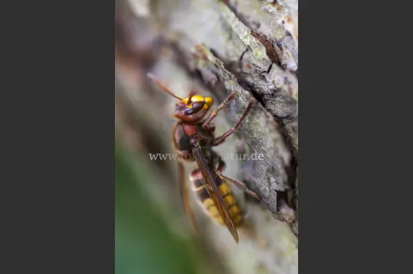 Fokus-Natur Bild