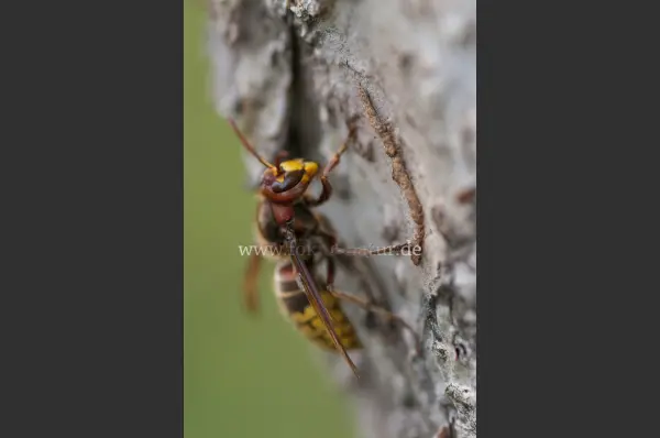 Fokus-Natur Bild