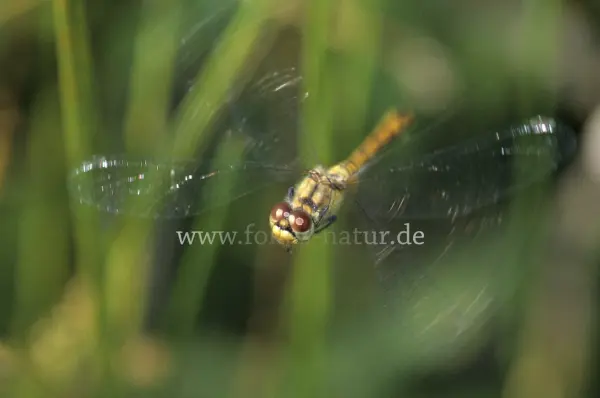 Fokus-Natur Bild