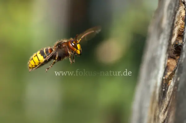 Fokus-Natur Bild