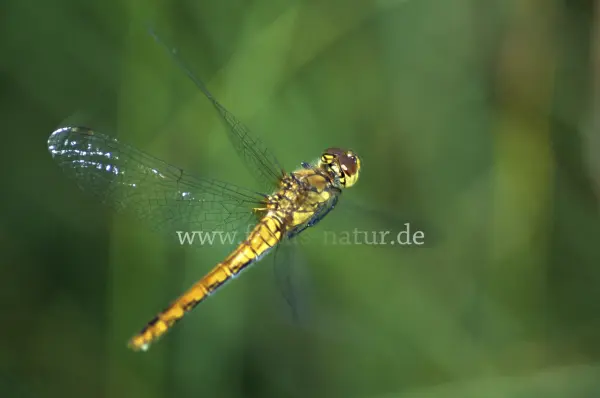 Fokus-Natur Bild
