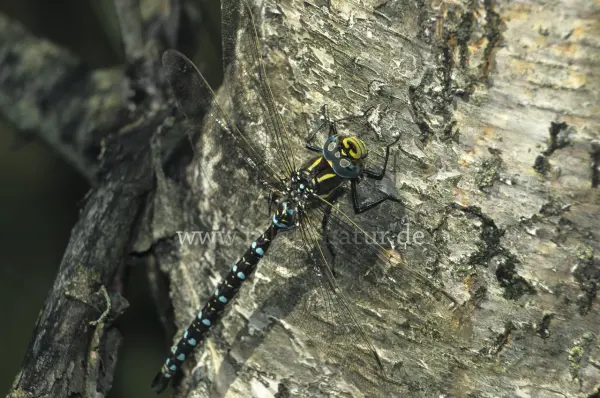 Fokus-Natur Bild