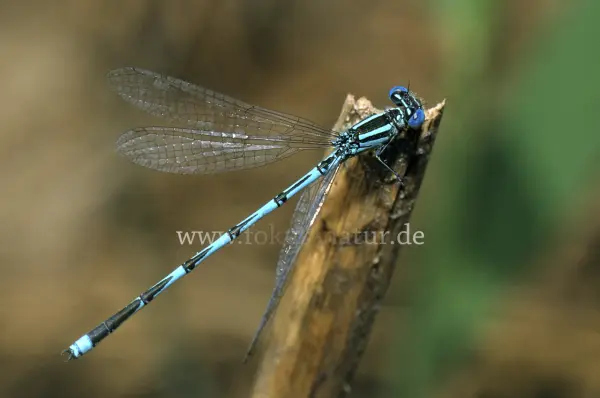 Fokus-Natur Bild