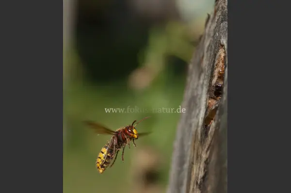 Fokus-Natur Bild