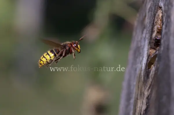 Fokus-Natur Bild