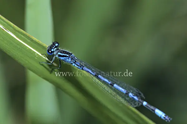 Fokus-Natur Bild