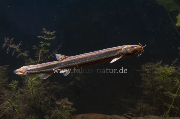 Fokus-Natur Bild