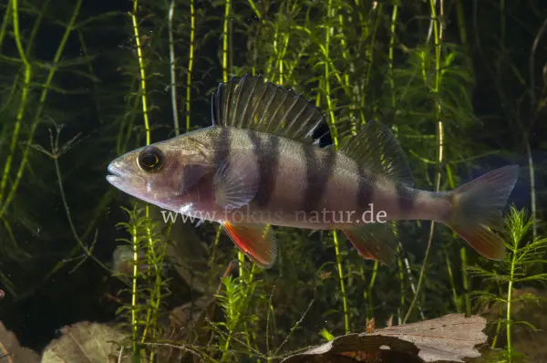Fokus-Natur Bild