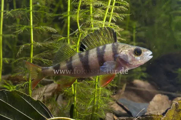 Fokus-Natur Bild