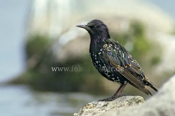 Fokus-Natur Bild