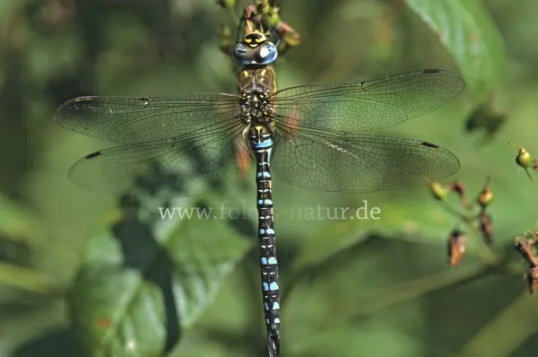 Fokus-Natur Bild