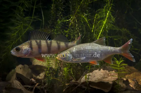 Fokus-Natur Bild