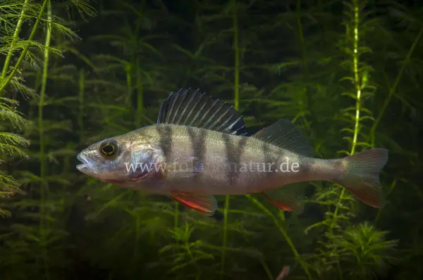 Fokus-Natur Bild
