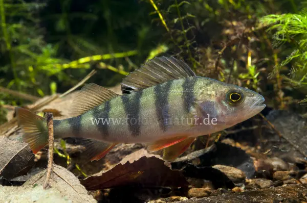 Fokus-Natur Bild