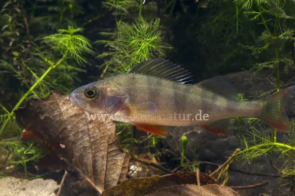 Fokus-Natur Bild