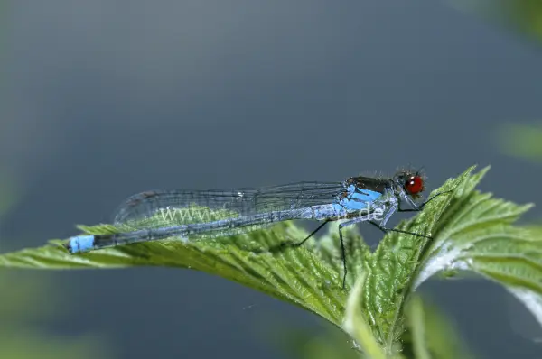 Fokus-Natur Bild