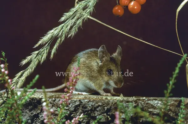 Fokus-Natur Bild