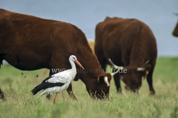 Fokus-Natur Bild