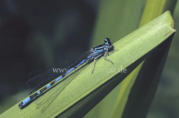 Fokus-Natur Bild