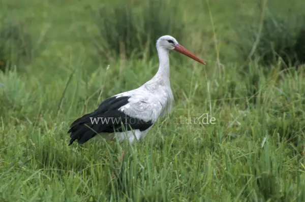 Fokus-Natur Bild