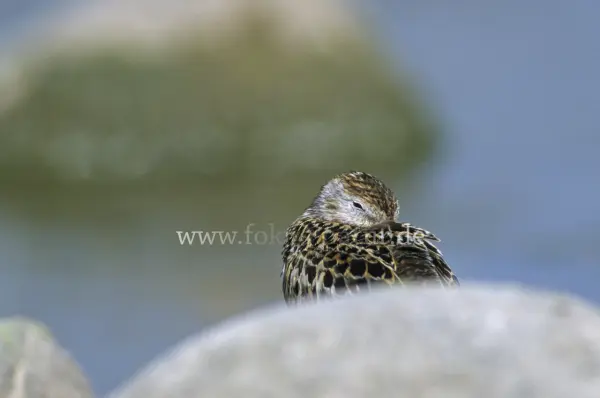 Fokus-Natur Bild