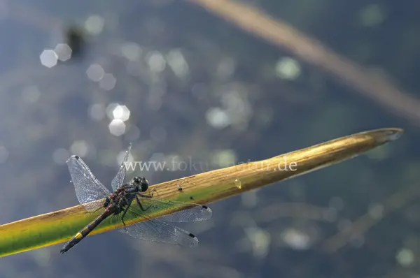 Fokus-Natur Bild