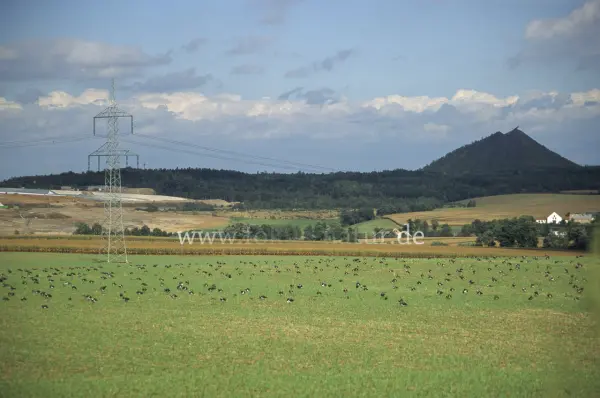 Fokus-Natur Bild