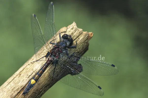 Fokus-Natur Bild
