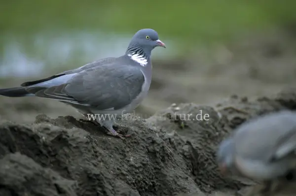 Fokus-Natur Bild