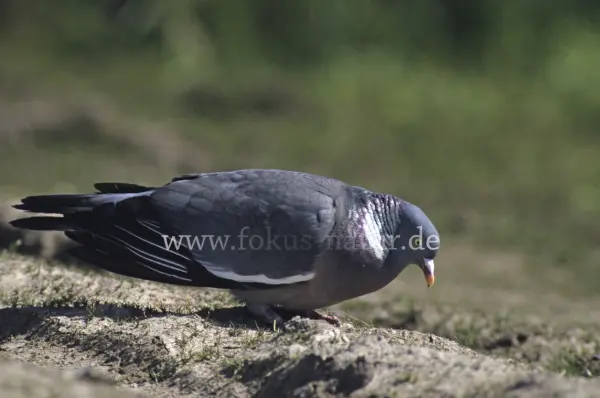 Fokus-Natur Bild