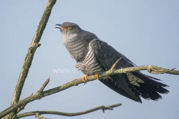 Fokus-Natur Bild