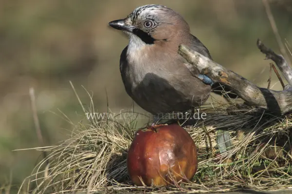 Fokus-Natur Bild