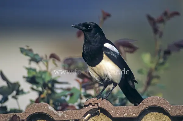 Fokus-Natur Bild