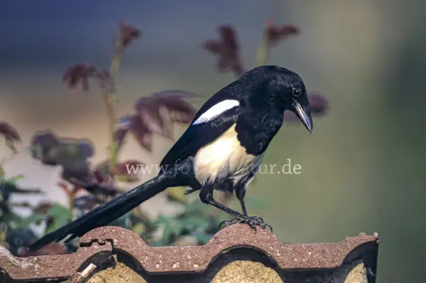 Fokus-Natur Bild