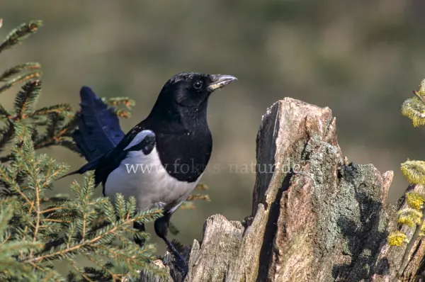 Fokus-Natur Bild