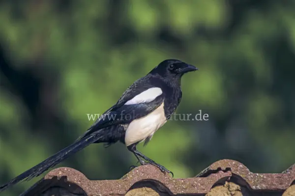 Fokus-Natur Bild