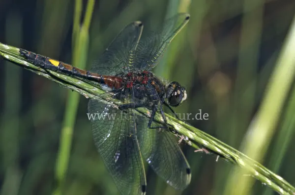 Fokus-Natur Bild