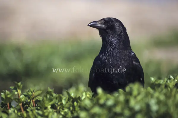 Fokus-Natur Bild